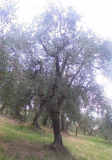 Olivo Podere La Costa