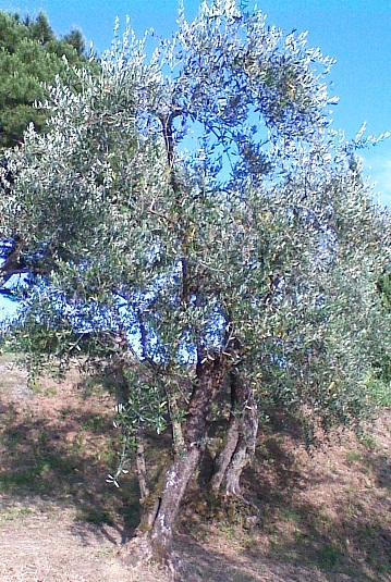 Olivo Podere La Costa