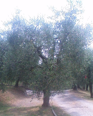 Olivo Podere La Costa
