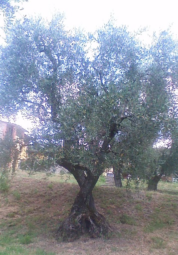 Olivo Podere La Costa