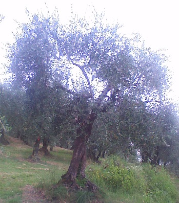 Olivo Podere La Costa