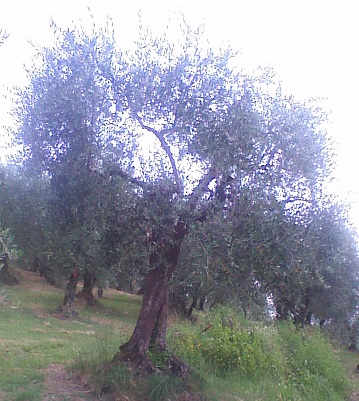 Olivo Podere La Costa