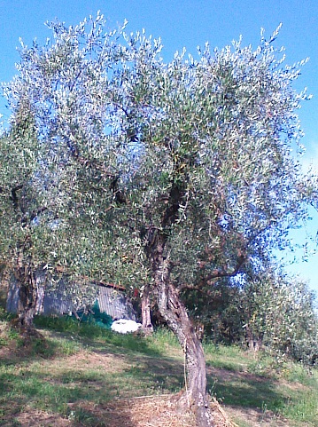 Olivo Podere La Costa