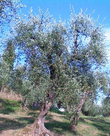 Olivo Podere La Costa