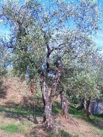 Olivo Podere La Costa