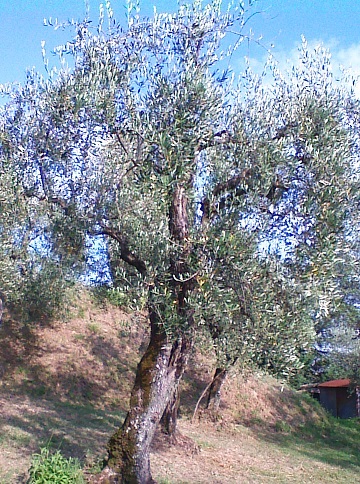 Olivo Podere La Costa